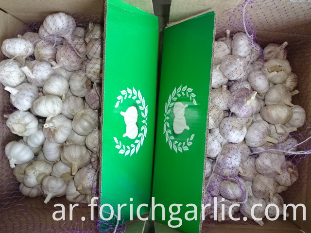 Normal Garlic New Fresh 2019